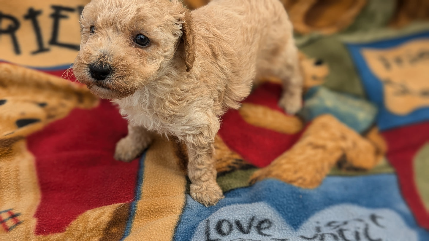 MINI POODLE (09/27) FEMALE