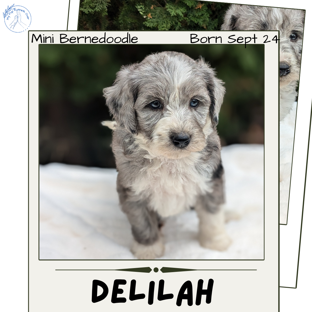 MINI BERNEDOODLE (09/24) FEMALE