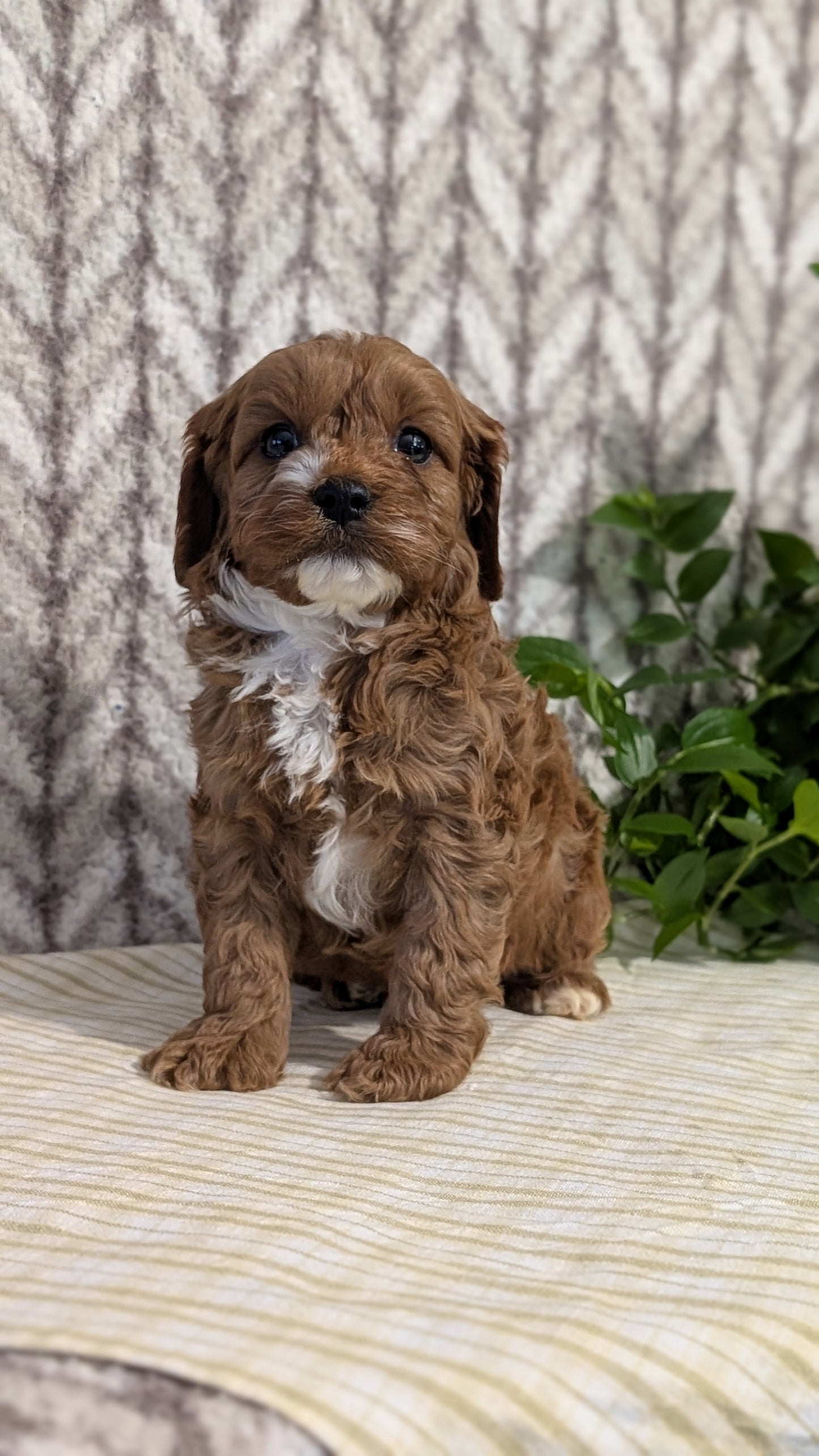 CAVAPOO (JAN 11) MALES