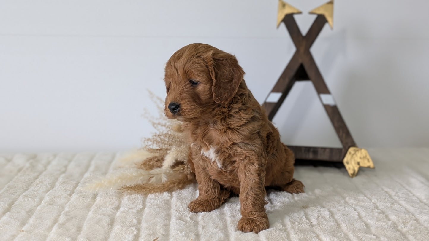 MINI GOLDENDOODLE (03/28) MALE