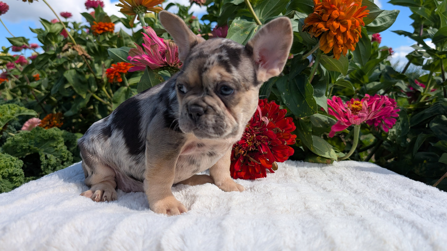 FRENCH BULLDOG (07/08) FEMALE