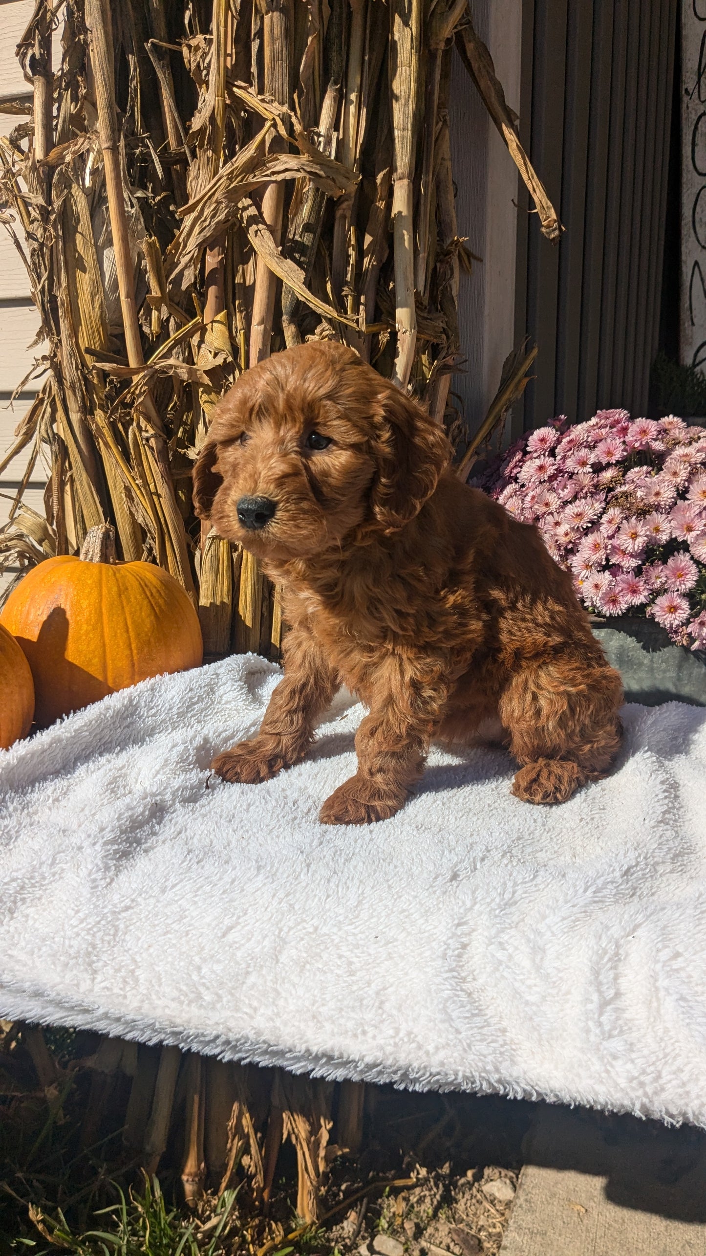 MINI POODLE (08/20) FEMALE