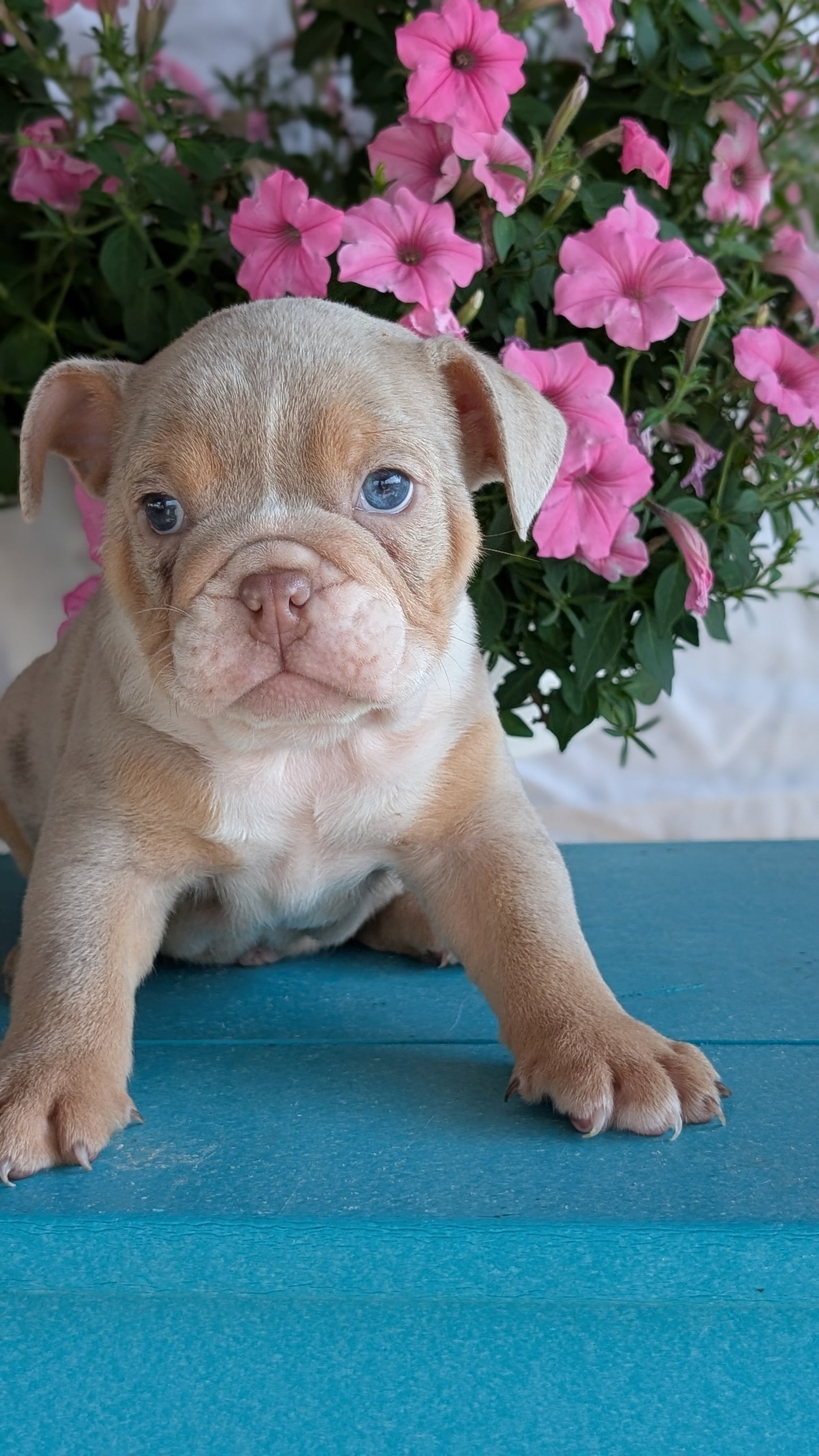 ENGLISH BULLDOG (06/30) MALE