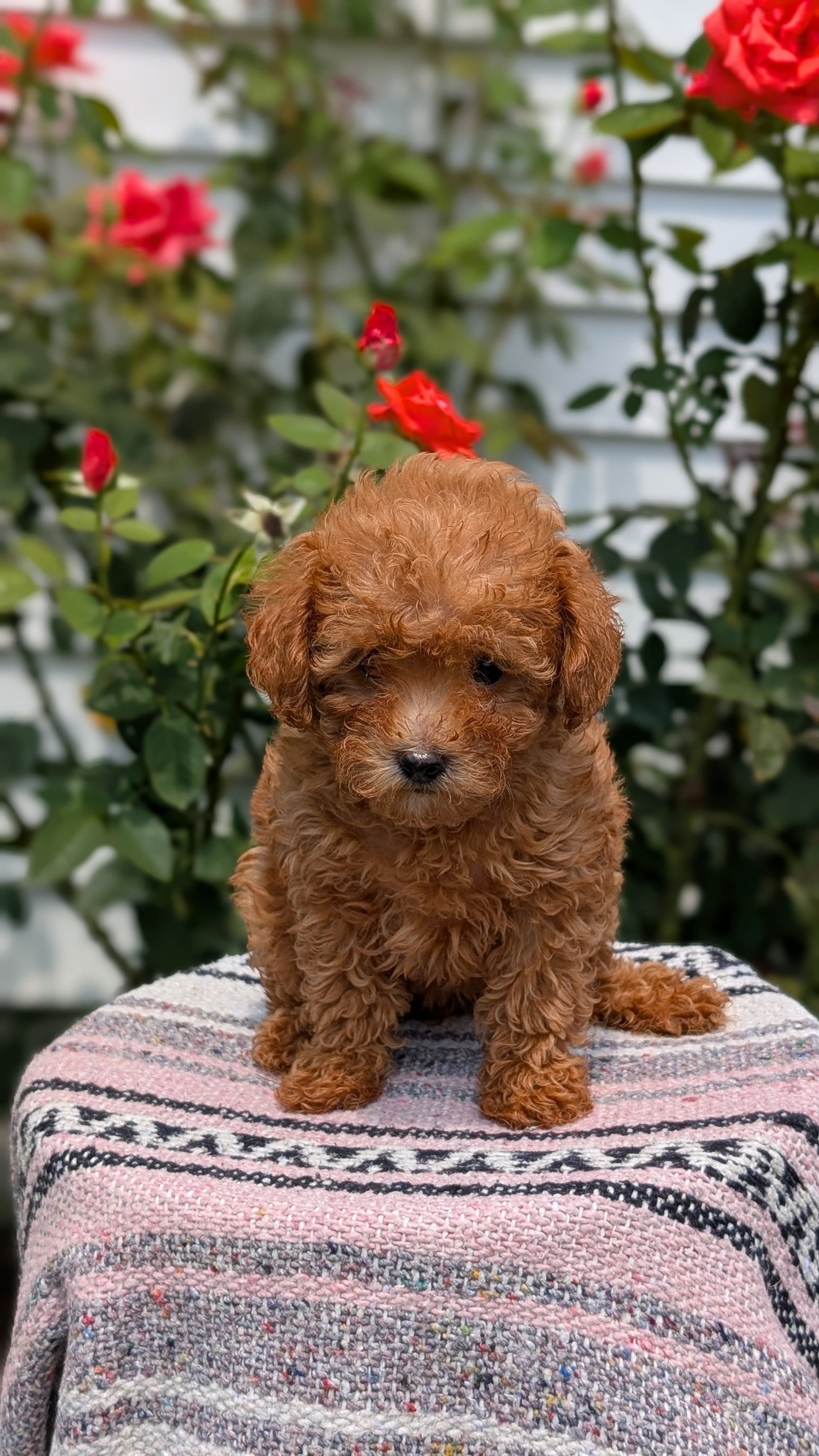 TOY POODLE (05/31) FEMALE