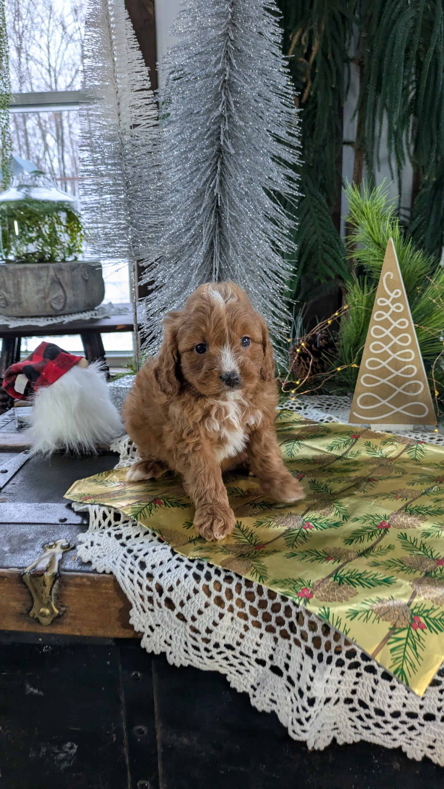 CAVAPOO (10/10) FEMALE