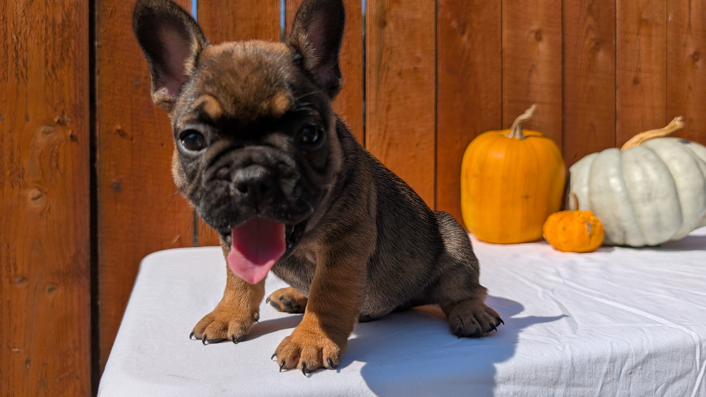 FRENCH BULLDOG (08/12) MALE