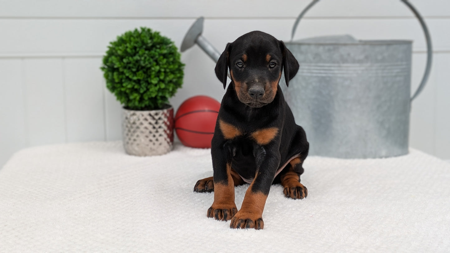 DOBERMAN PINSCHER (03/22) FEMALE