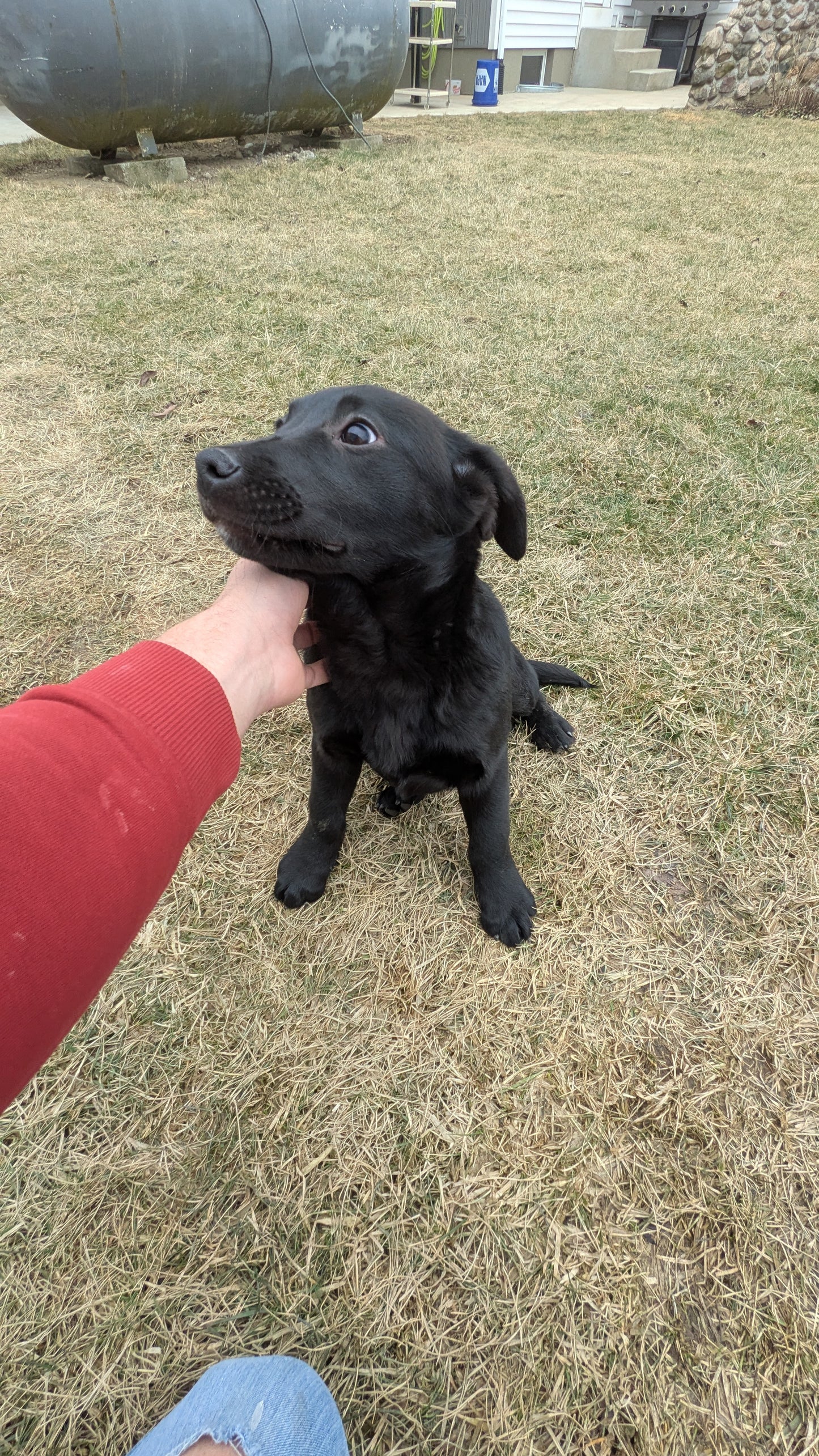 LABRADOR X TERRIER (11/08) FEMALE