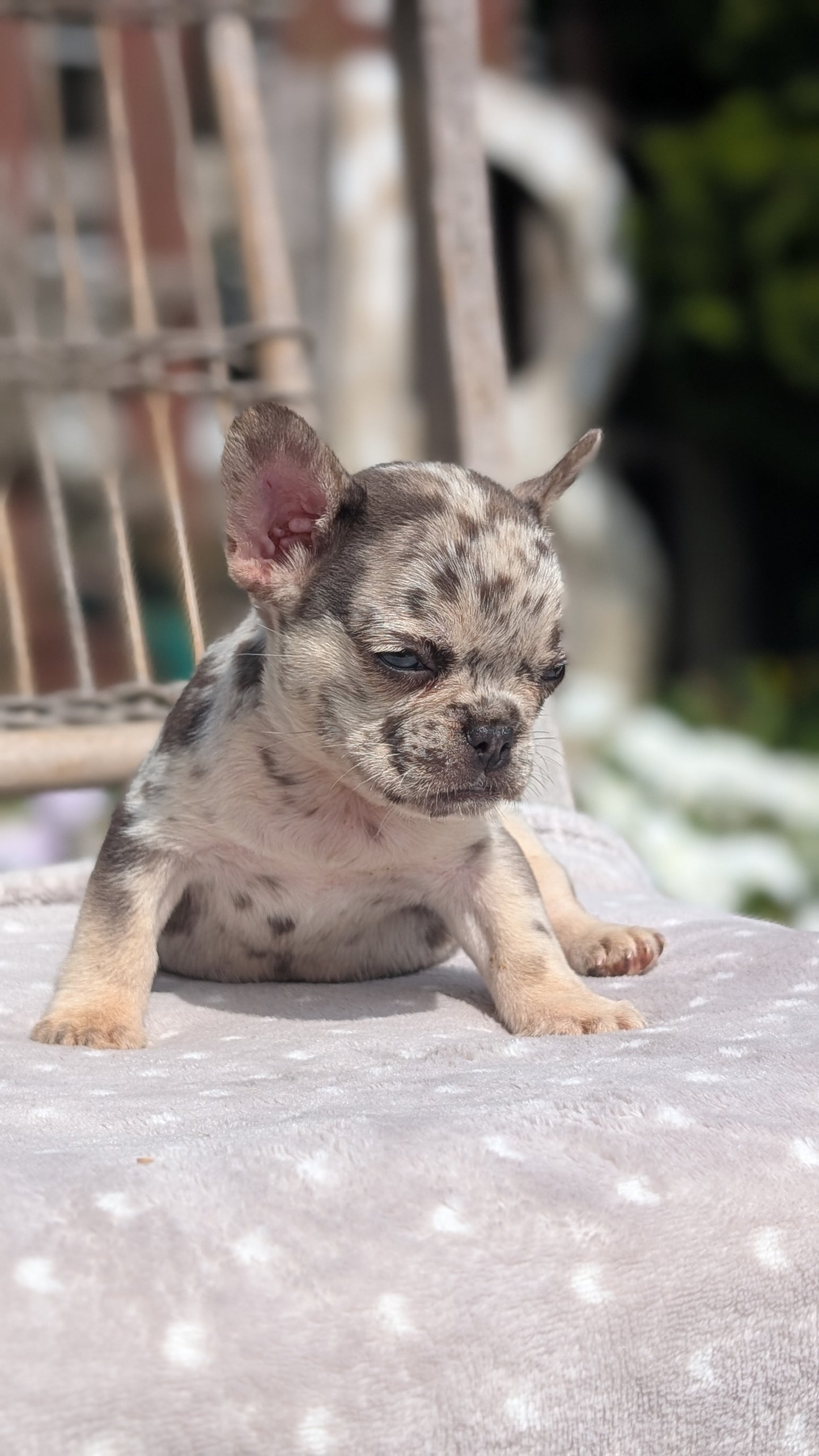FRENCH BULLDOG (07/11) FEMALE