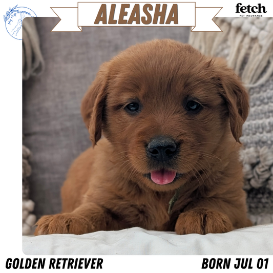 GOLDEN RETRIEVER (JUL 01) FEMALES