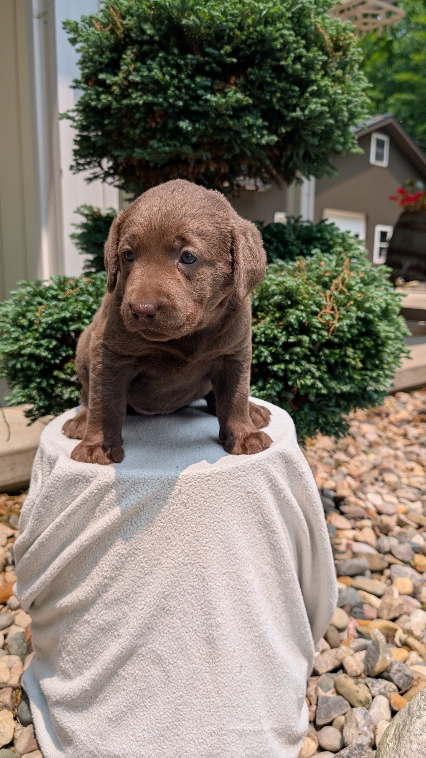 LABRADOR RETRIEVER (05/03) FEMALE