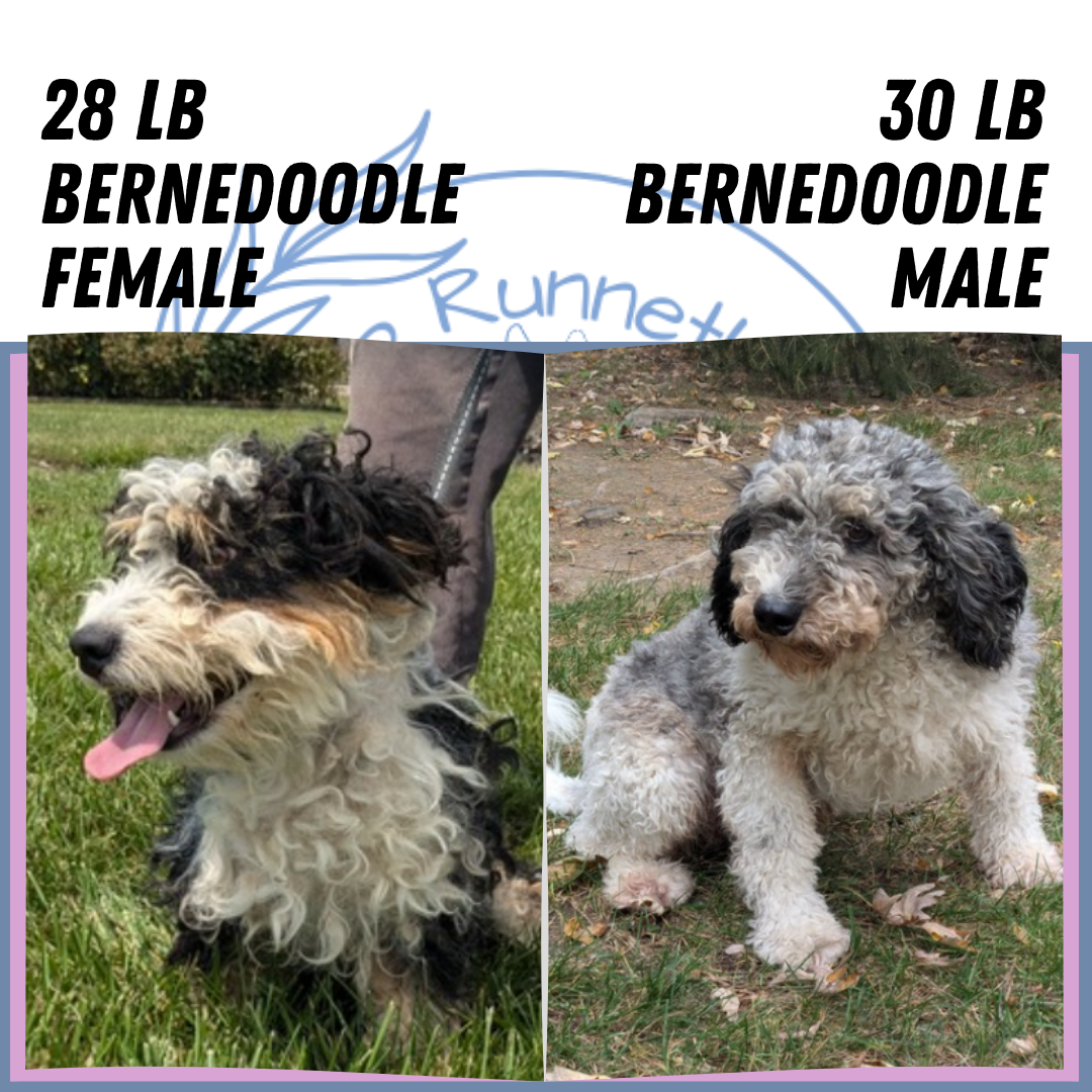 MINI BERNEDOODLE (06/11) MALE