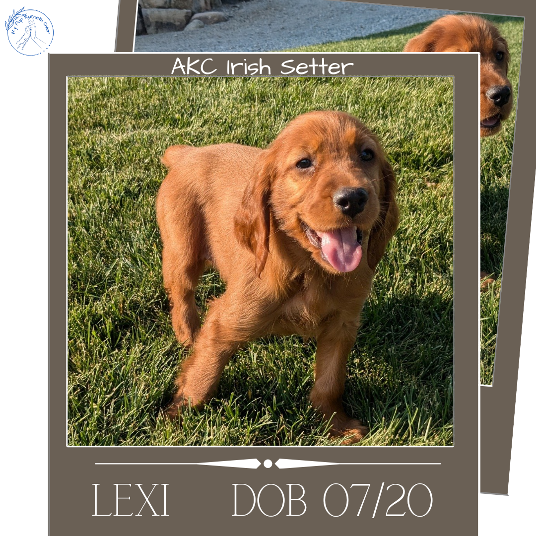 IRISH SETTER (07/20) FEMALE