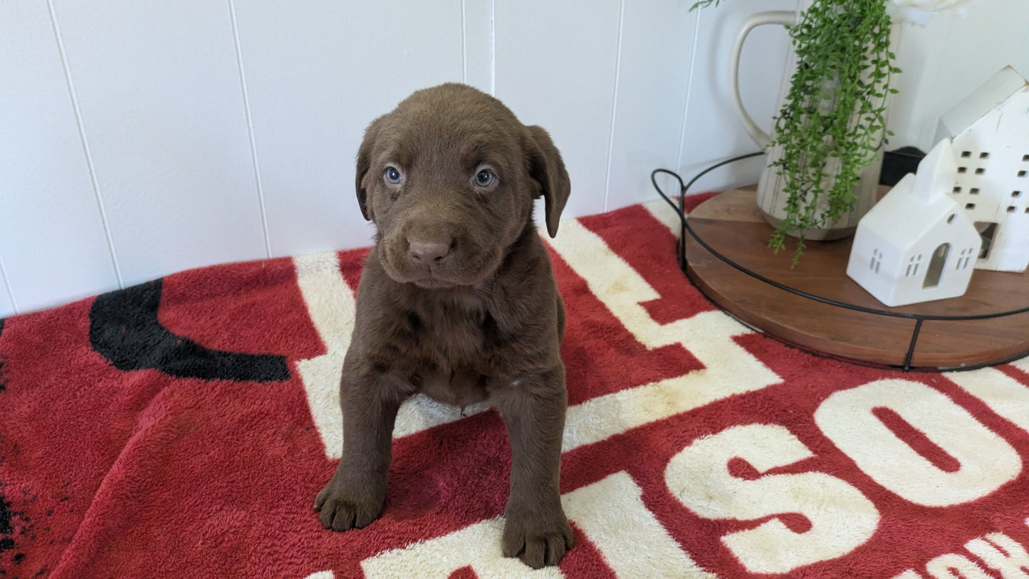 LABRADOR RETRIEVER (11/03) MALE