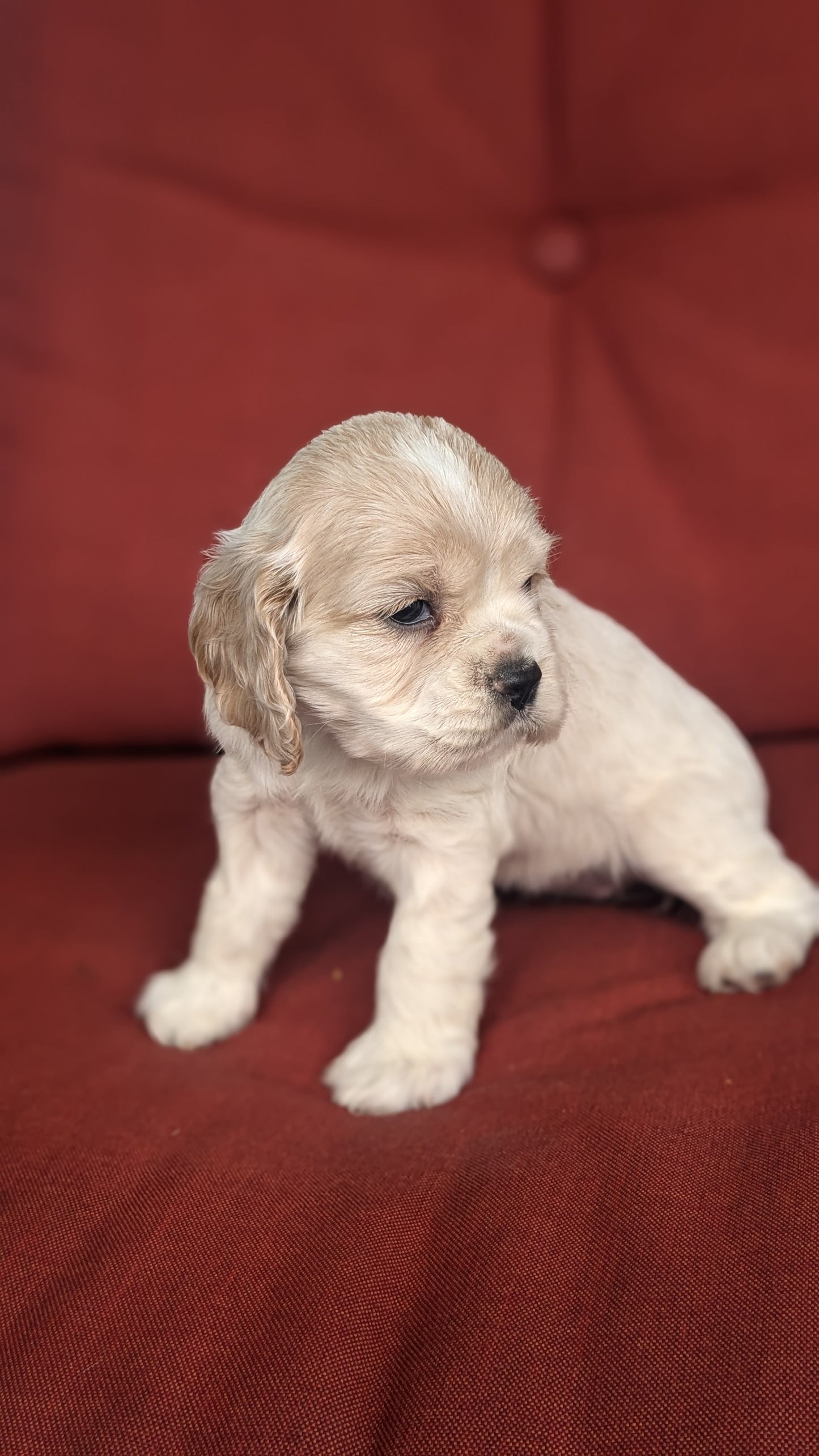 COCKER SPANIEL (06/08) FEMALE