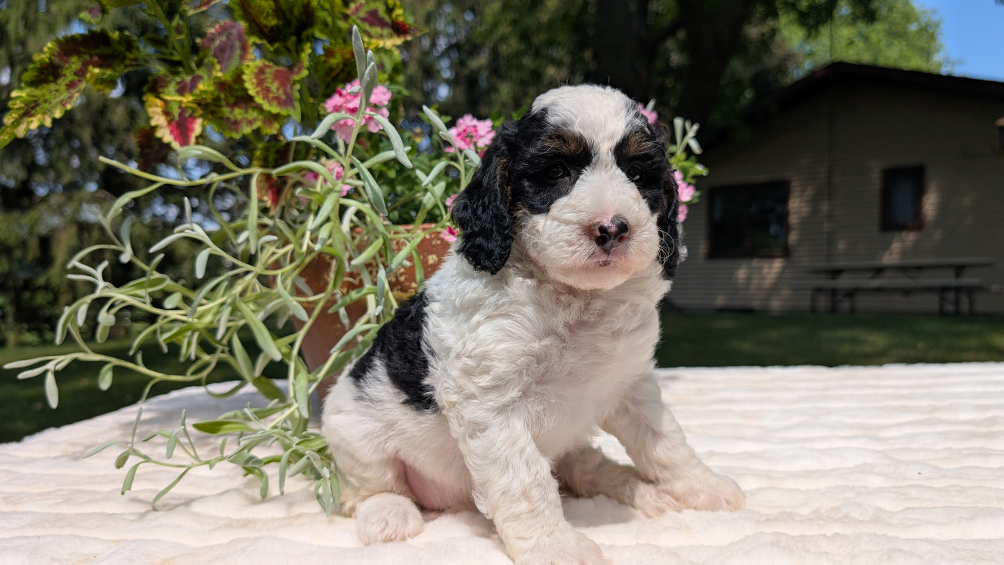 MINI BERNEDOODLE (06/11) FEMALE