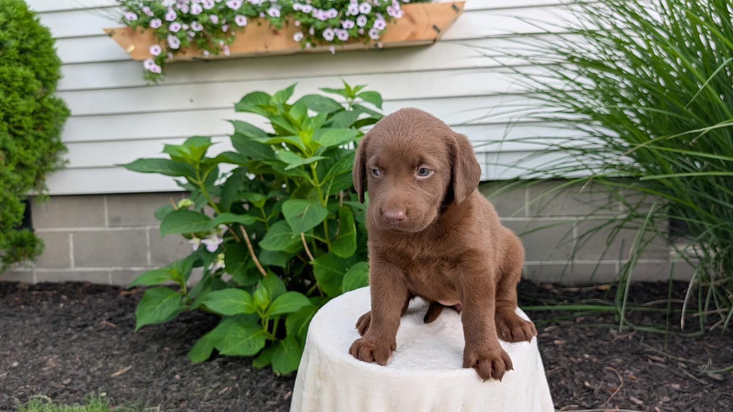 LABRADOR RETRIEVER (05/21) FEMALE