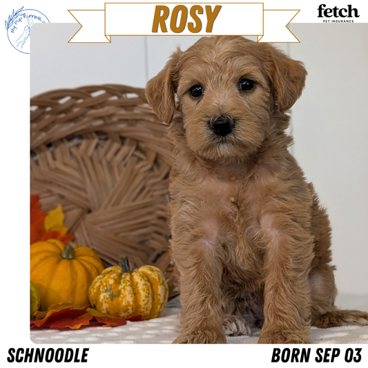 SCHNOODLE (SEP 03) 4 FEMALES/3 MALES