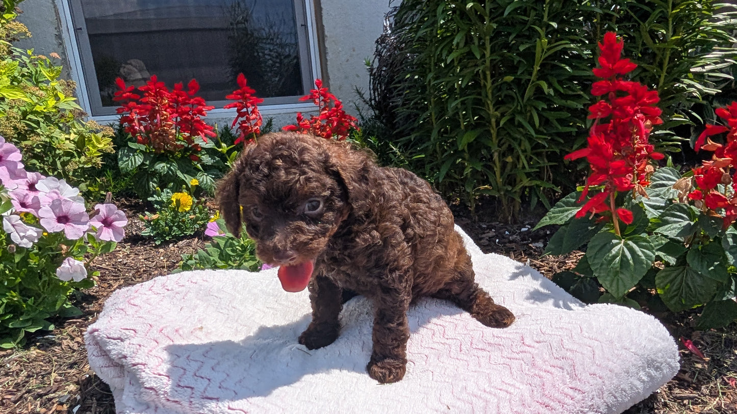 TOY POODLE (06/23) FEMALE
