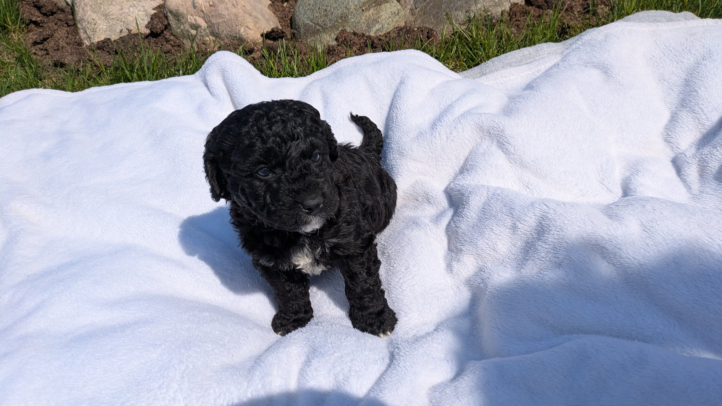 MINI BERNEDOODLE (03/30) MALE