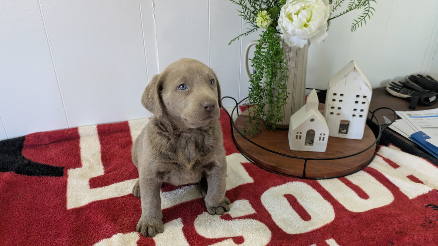 LABRADOR RETRIEVER (11/03) FEMALE