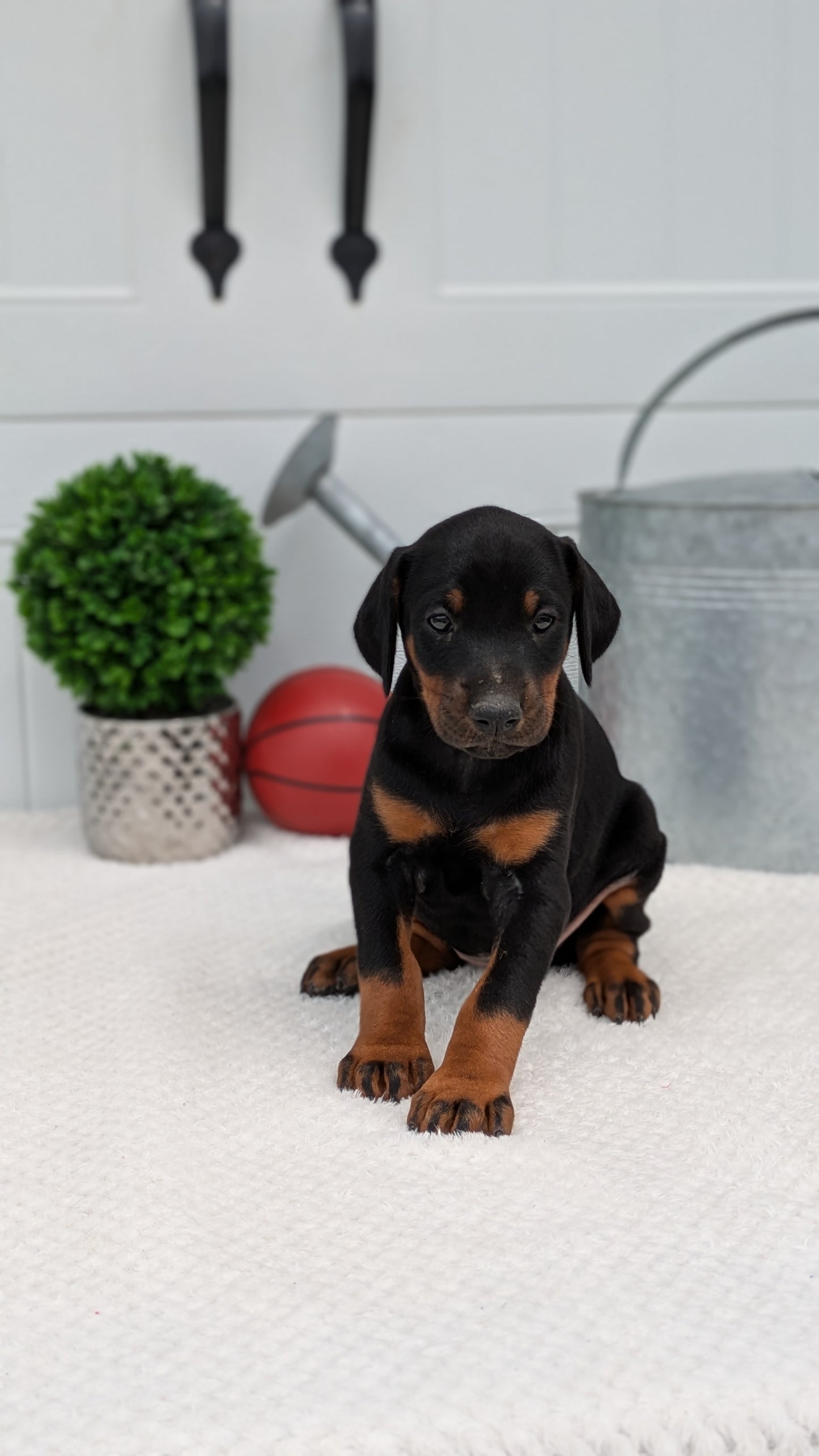 DOBERMAN PINSCHER (03/22) FEMALE