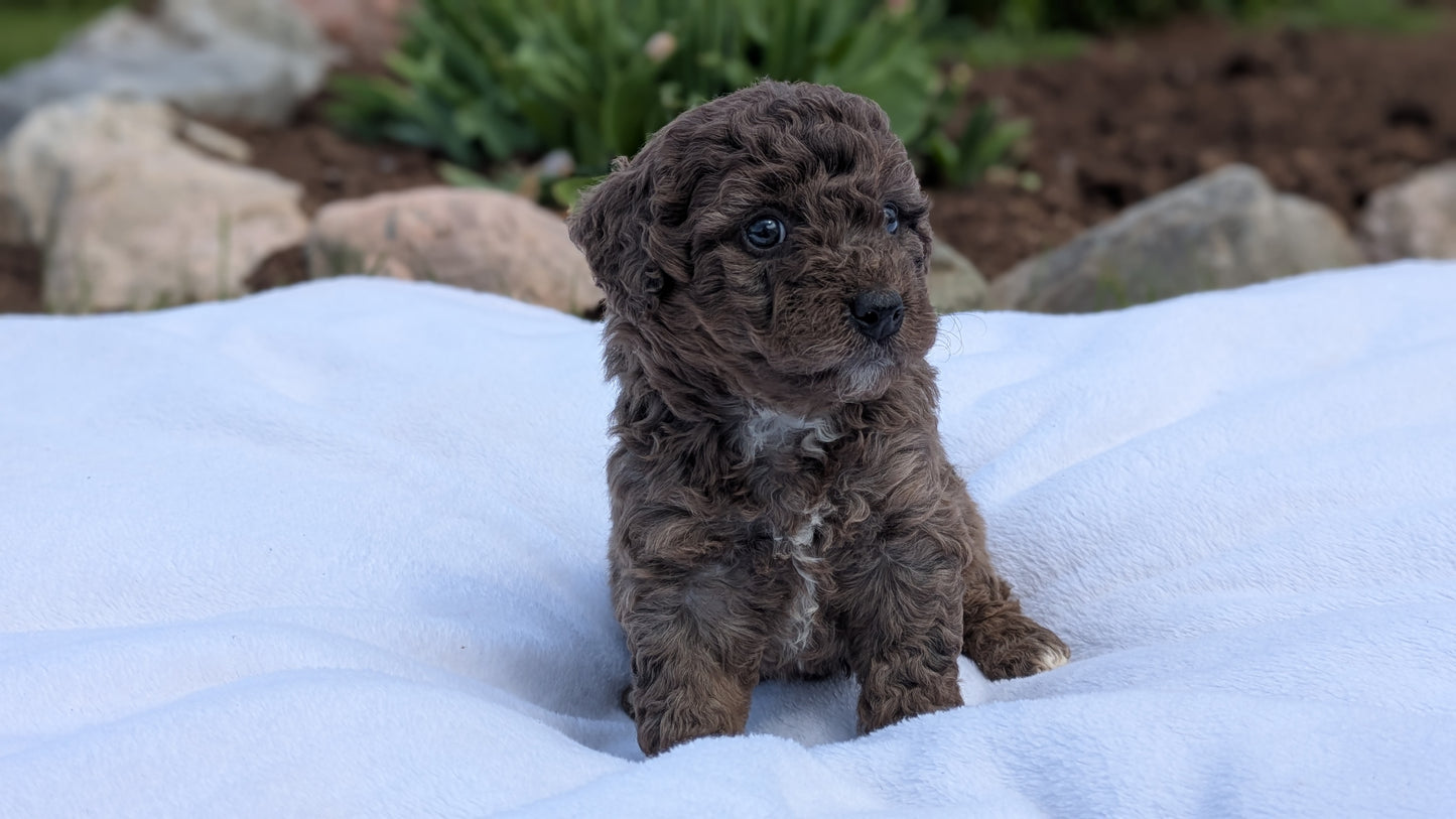 MINI BERNEDOODLE (03/30) FEMALE