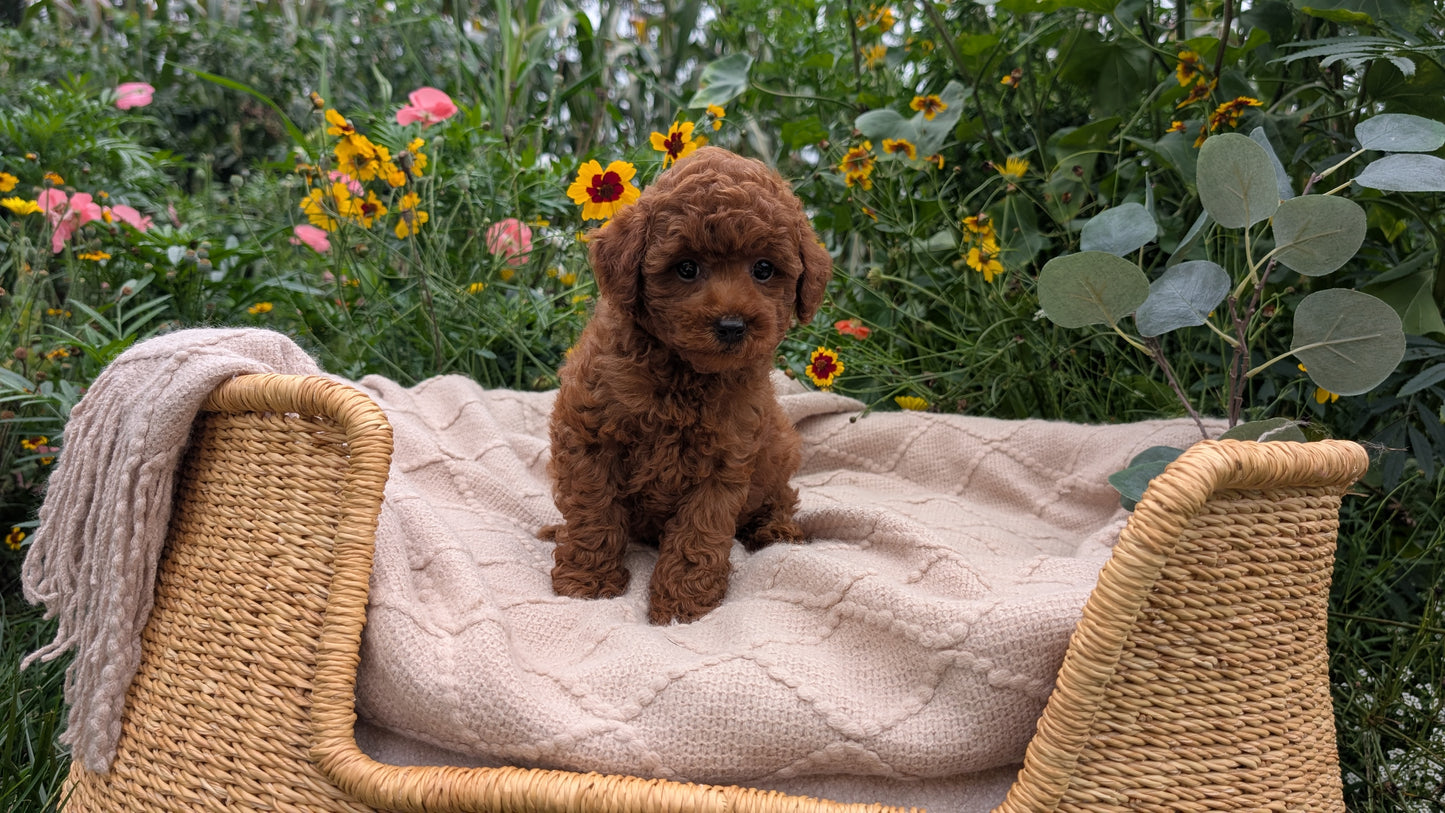 TOY POODLE (07/01) MALE