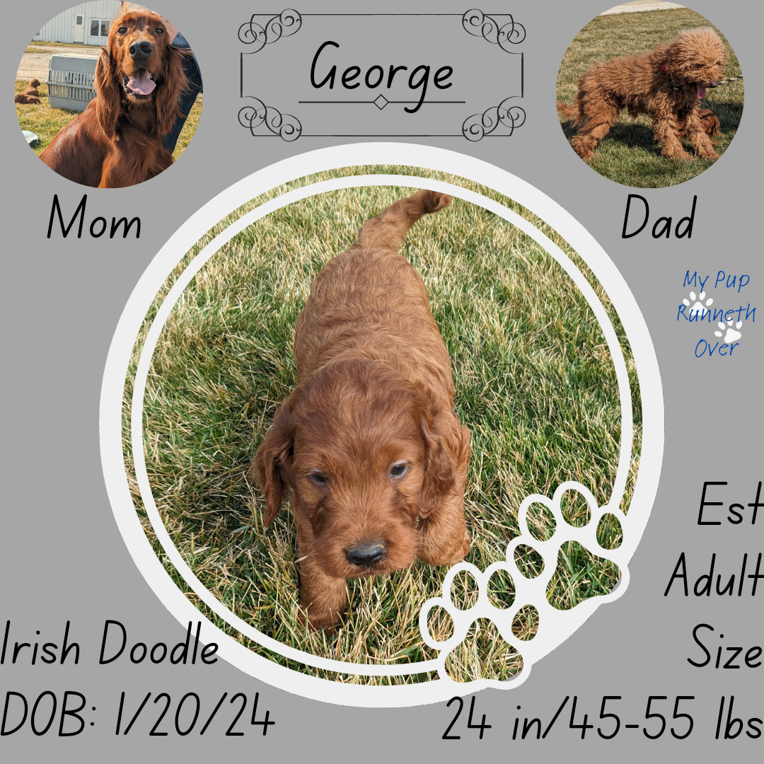 IRISH DOODLE (1/20) MALE