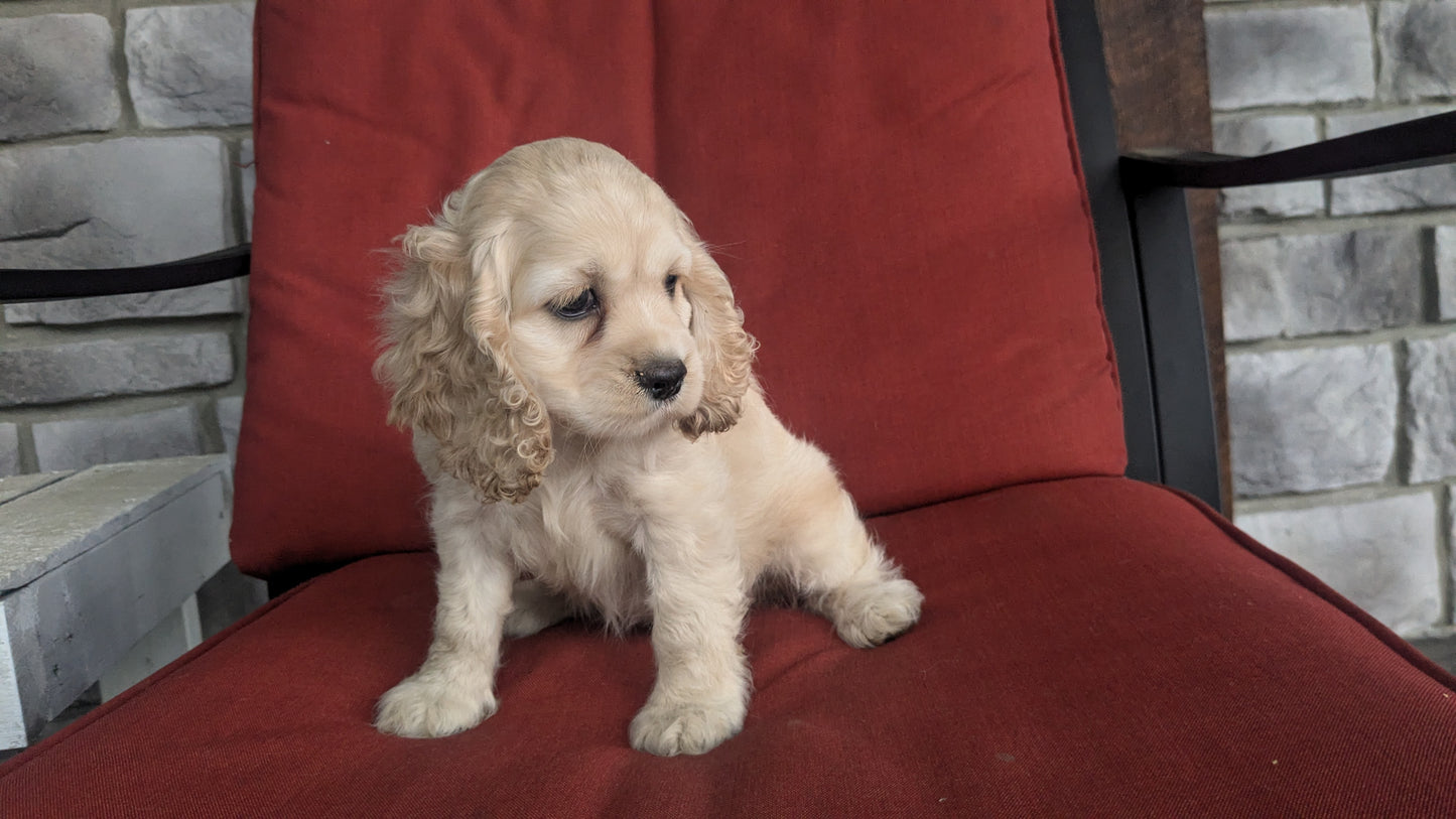 COCKER SPANIEL (06/15) FEMALE