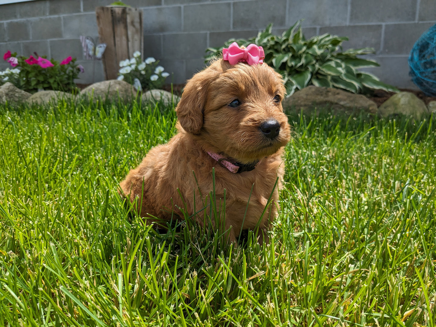 GOLDENDOODLE (05/03) FEMALE