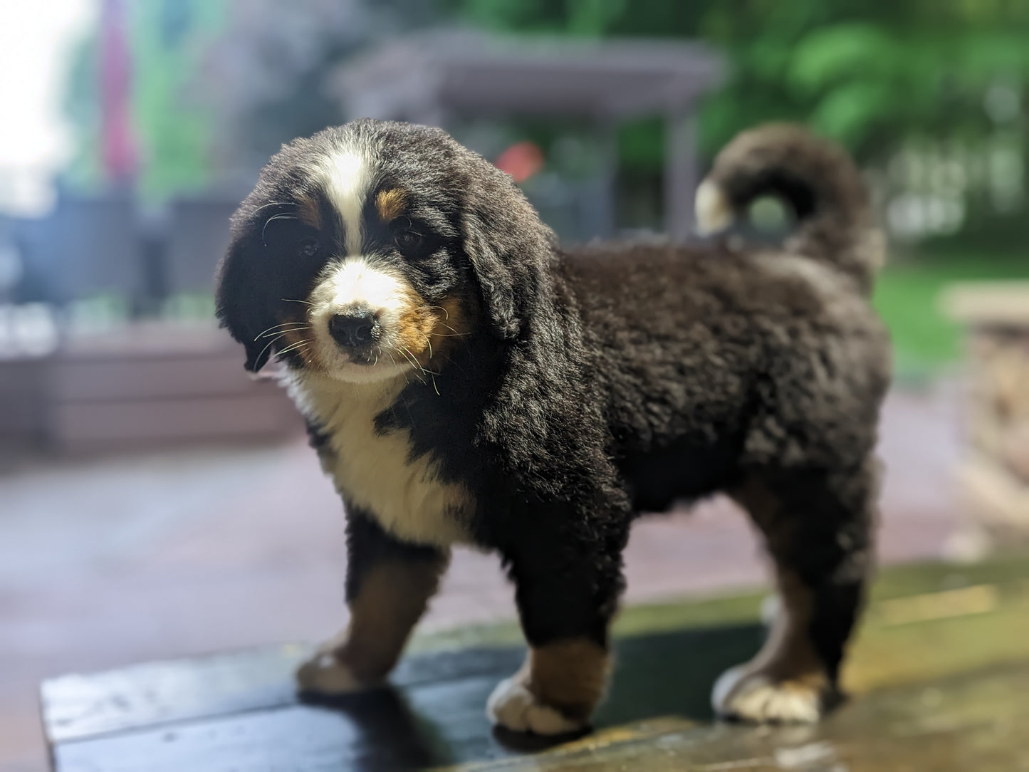 BERNESE MOUNTAIN DOG (03/21) FEMALE
