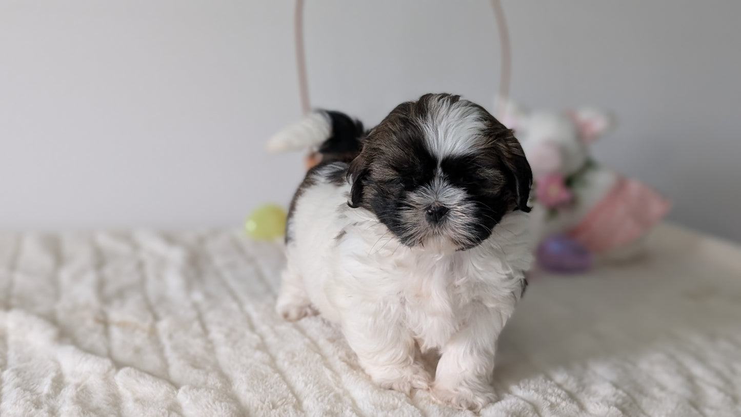 SHIH TZU (FEB 10) FEMALES