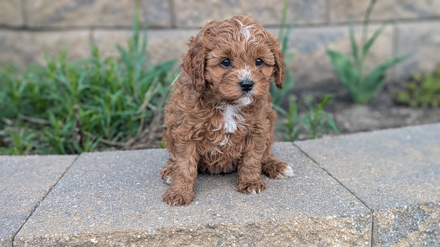 CAVAPOO (03/24) FEMALE