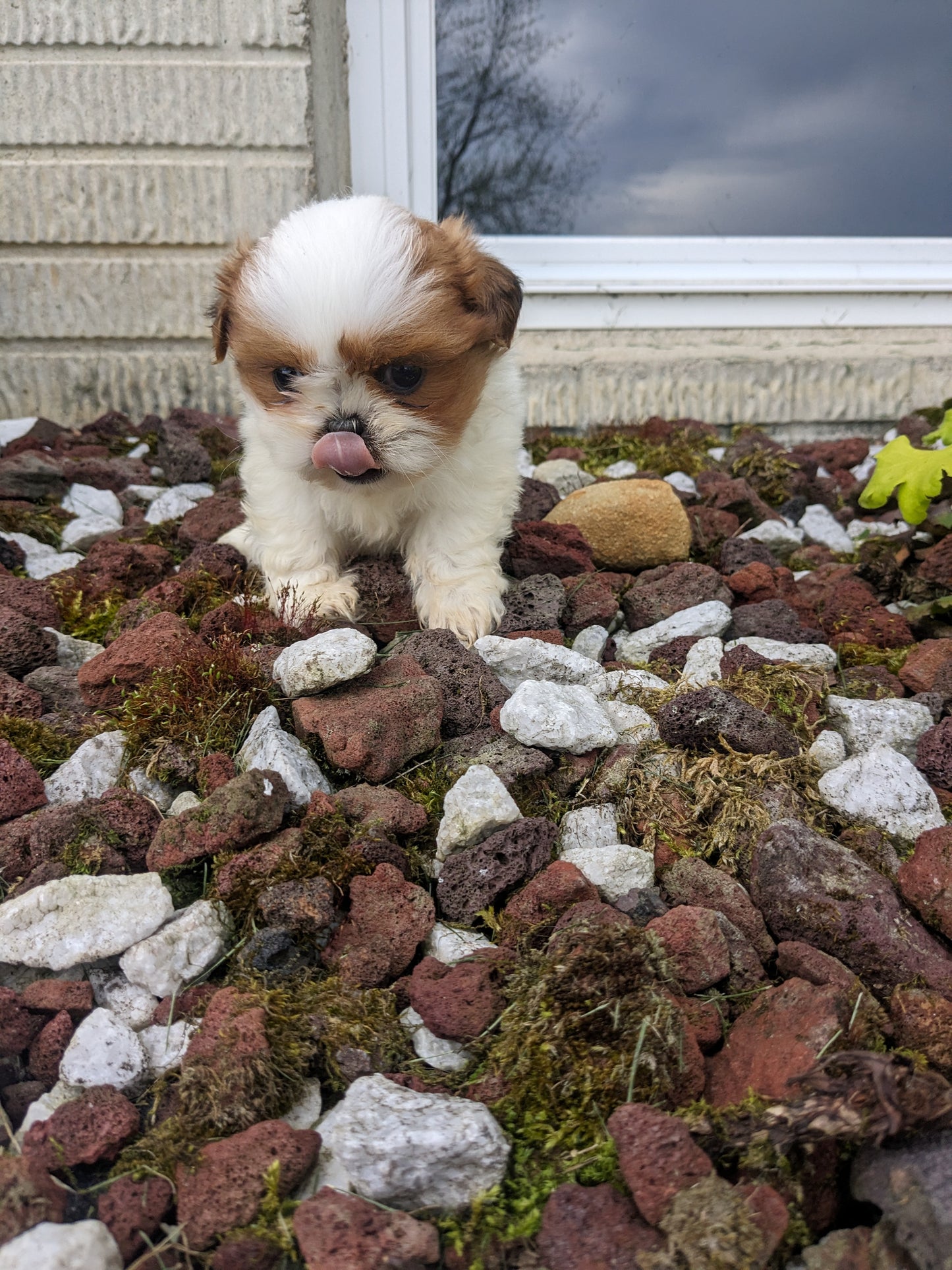 SHIH TZU (03/17) FEMALE