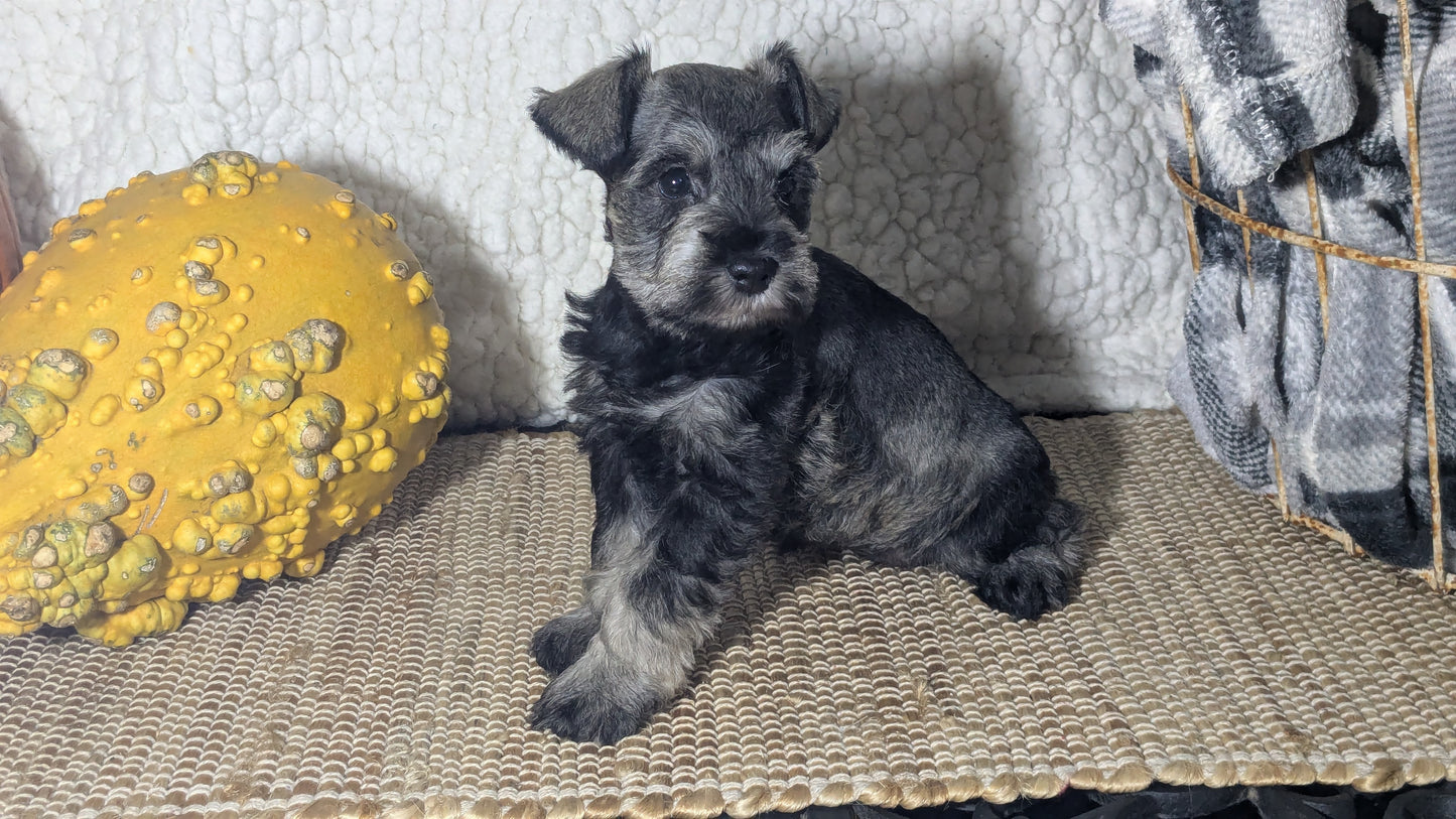 MINI SCHNAUZER (09/22) FEMALE