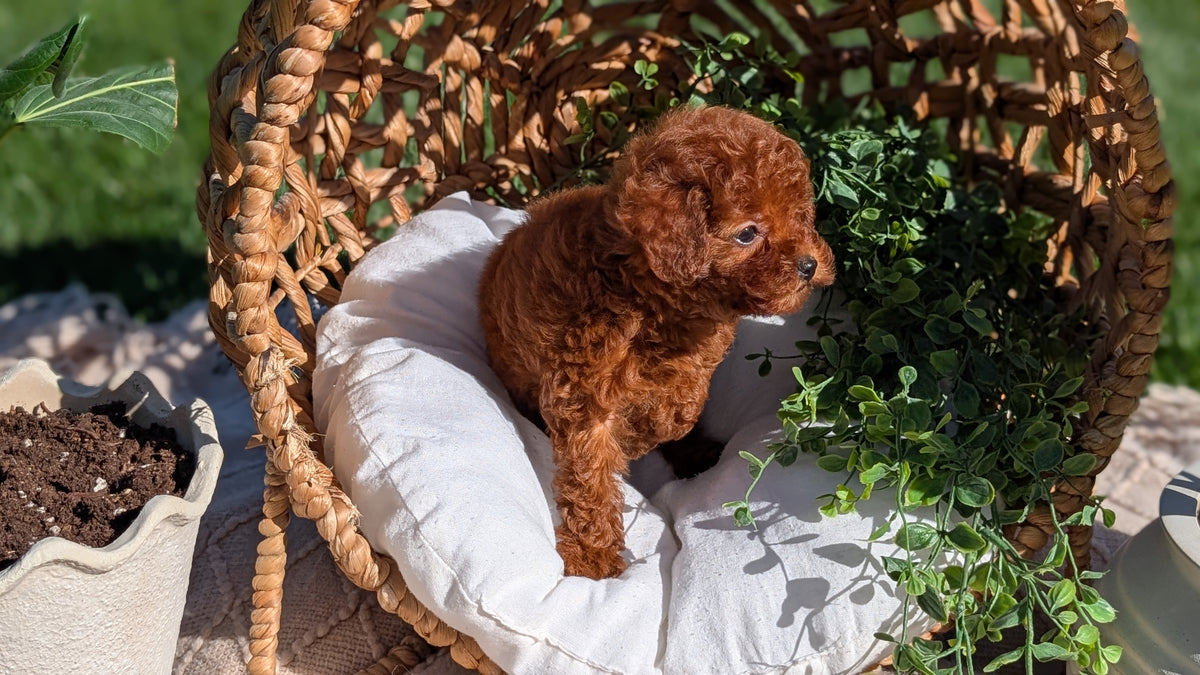 TOY POODLE (AUG 20) 1 FEMALE