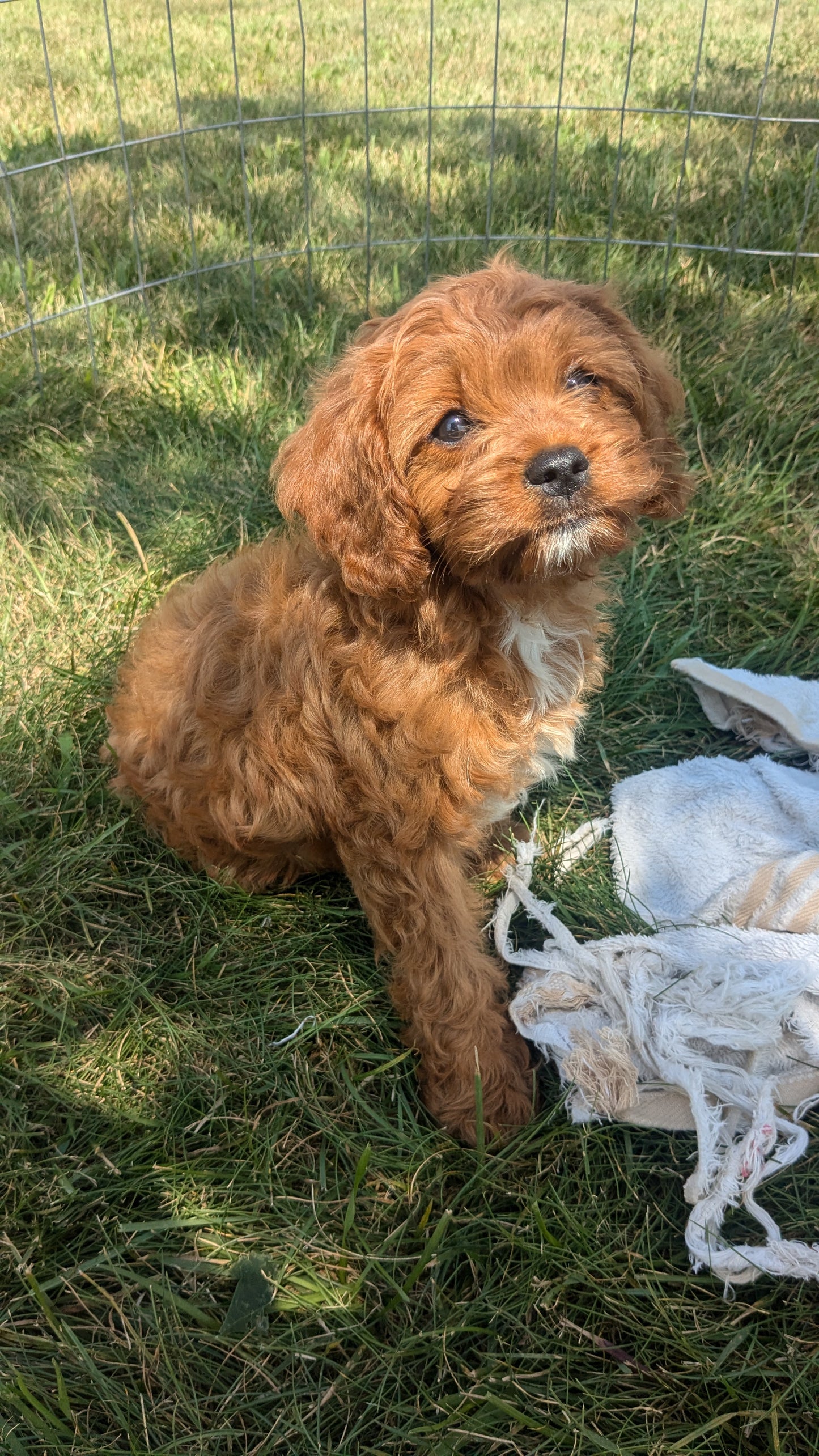 CAVAPOO (06/05) MALE
