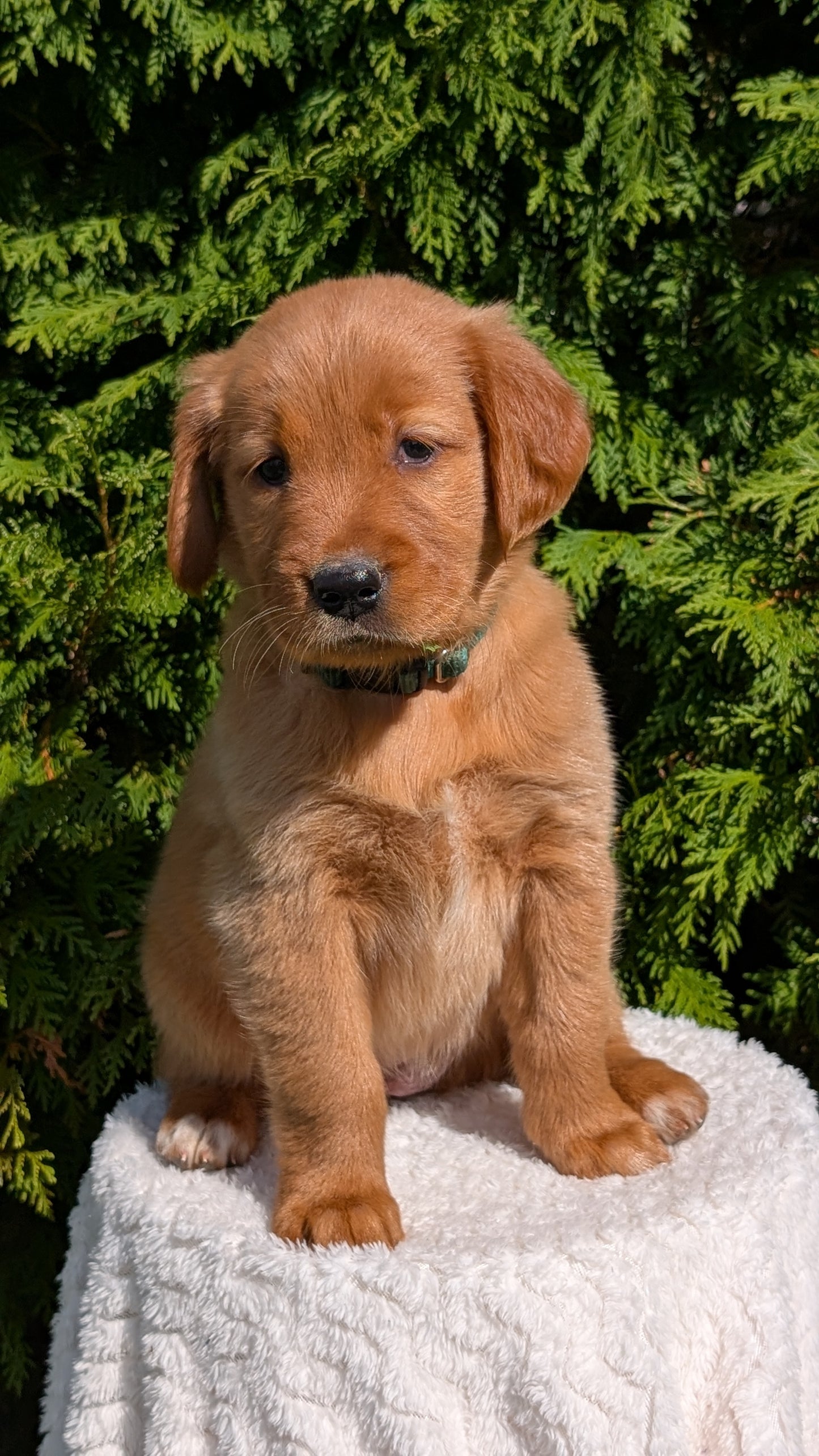 GOLDEN RETRIEVER (07/17) FEMALE