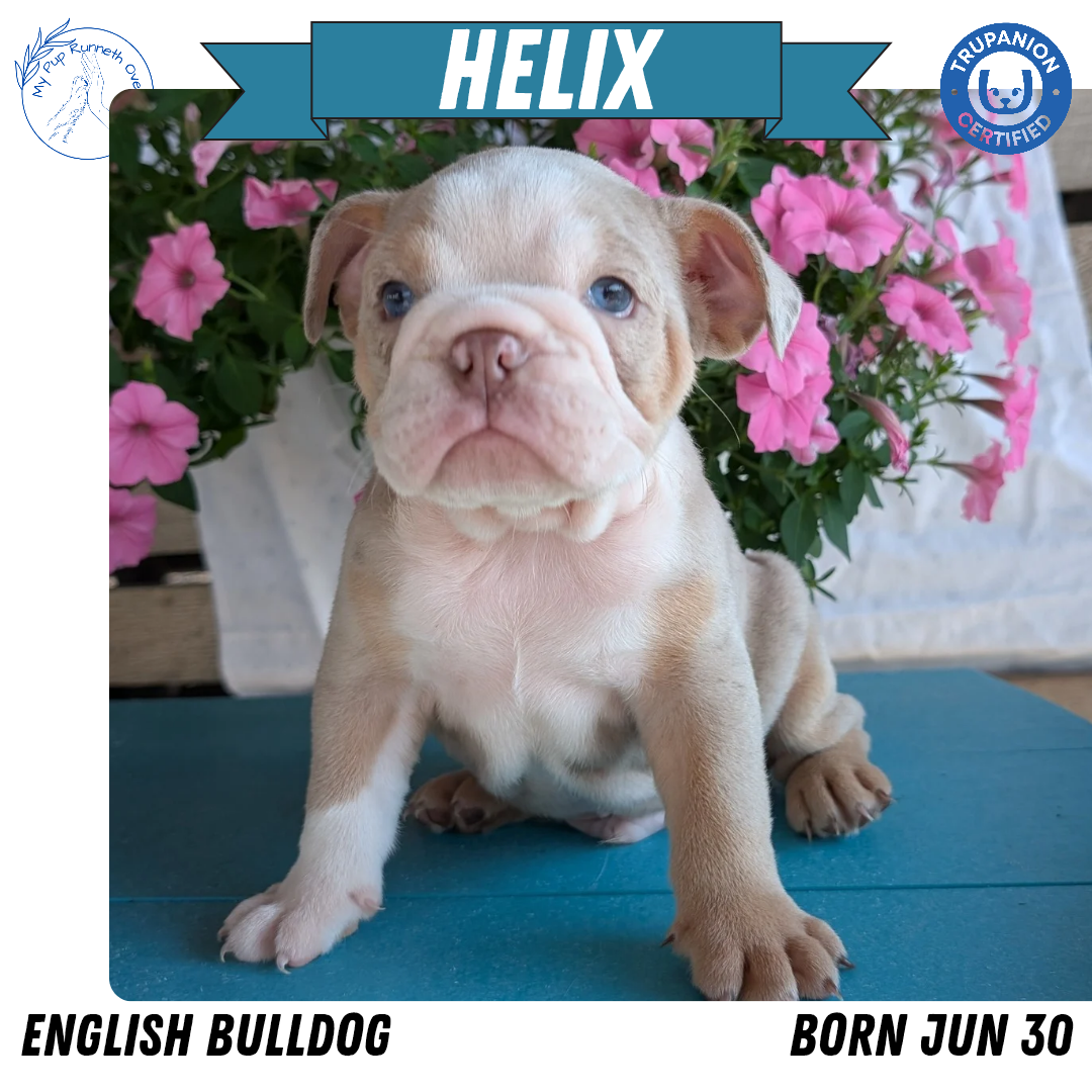 ENGLISH BULLDOG (06/30) MALE