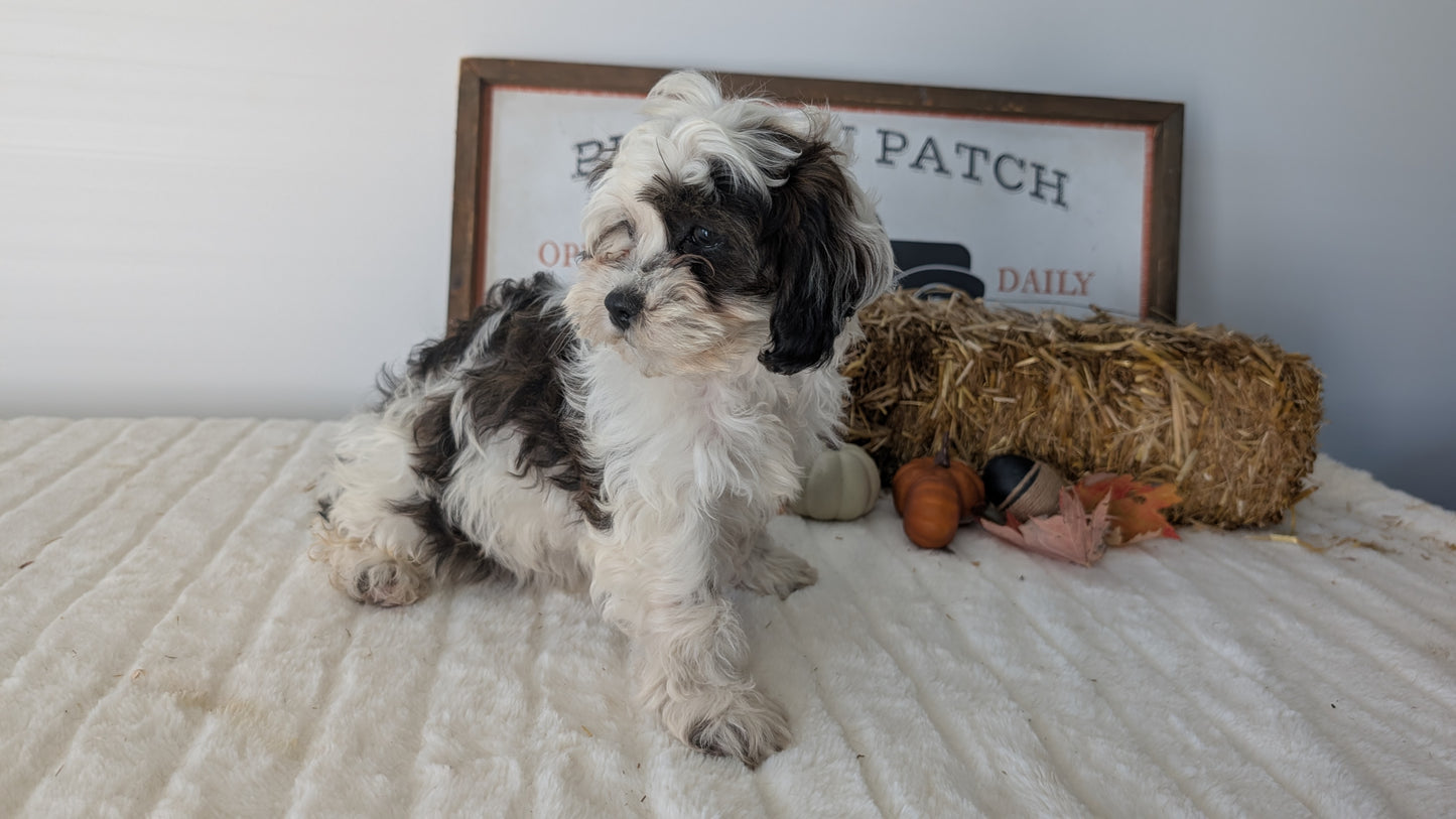 SHIHPOO (07/26) FEMALE
