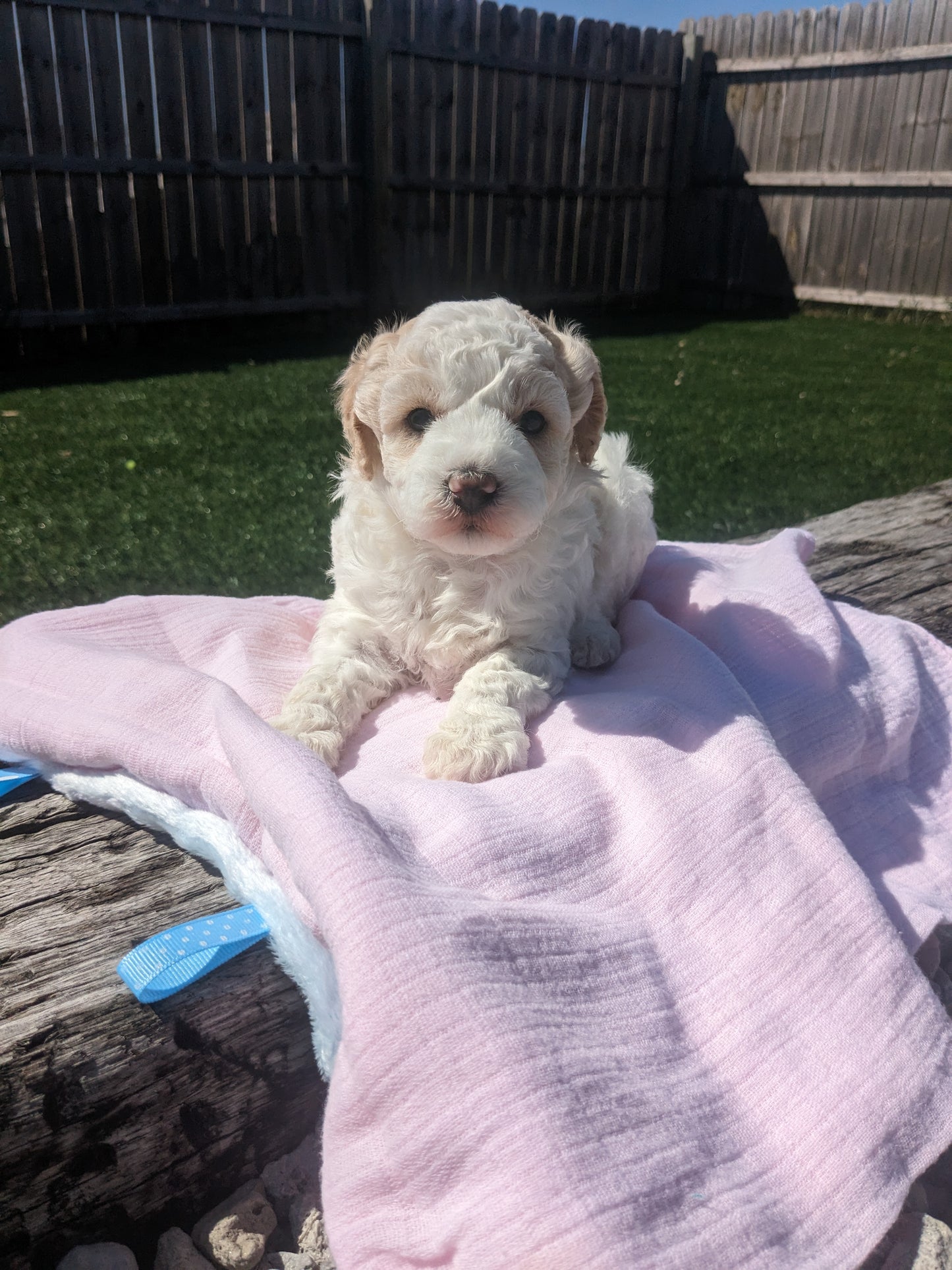 TOY POODLE (03/16) FEMALE