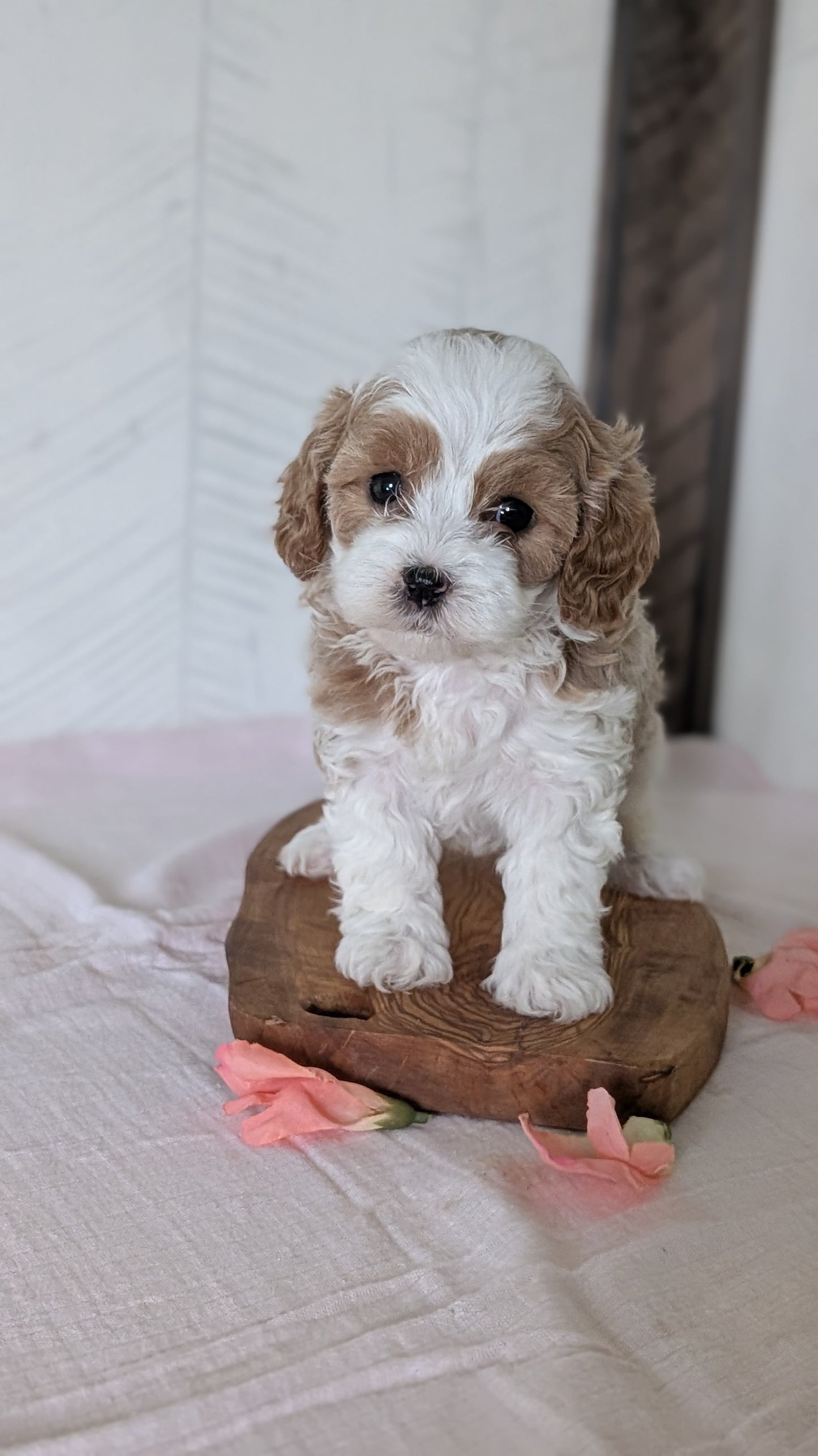 CAVAPOO (FEB 11) FEMALES