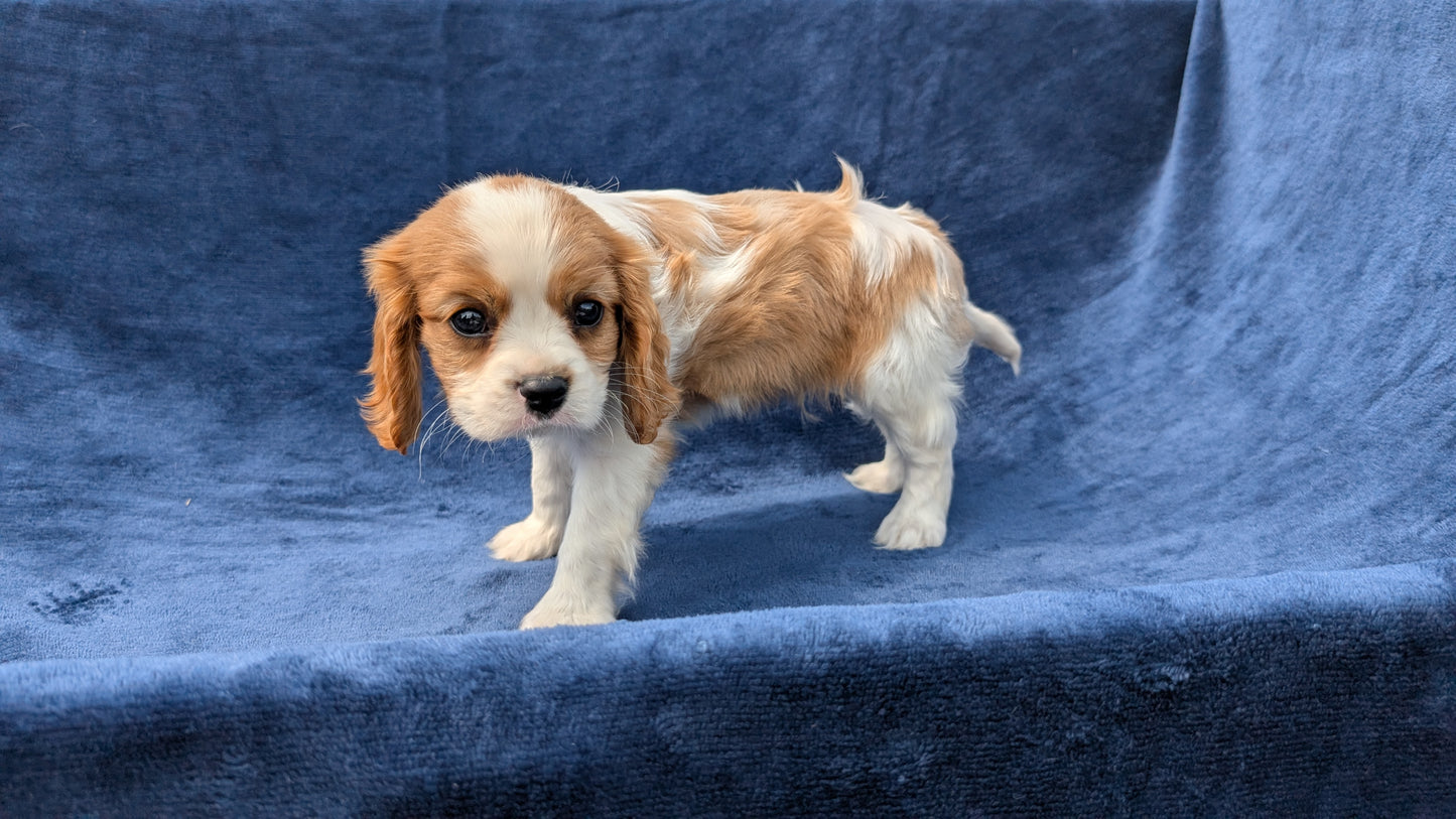 CAVALIER (05/19) MALE