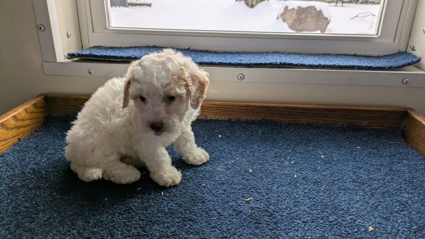 BICHPOO (12/29) FEMALE