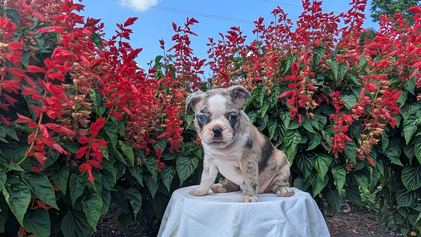 FRENCHTON (06/25) FEMALE