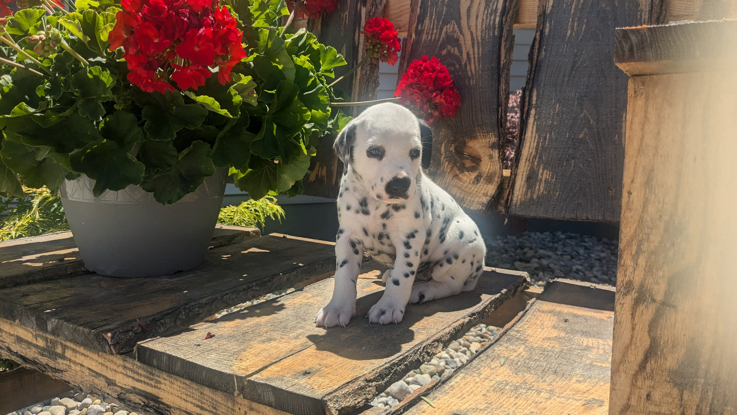 DALMATIAN (05/26) FEMALE