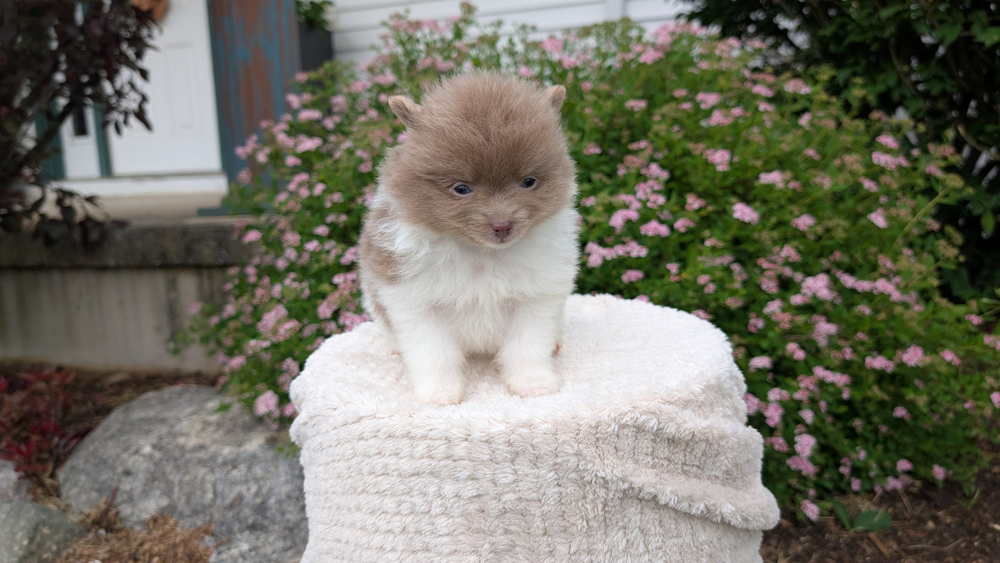 POMERANIAN (04/22) MALE