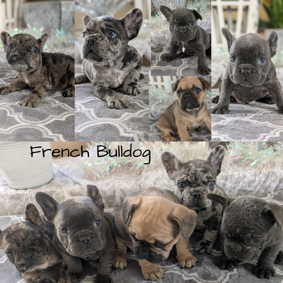 FRENCH BULLDOG (10/12) MALE