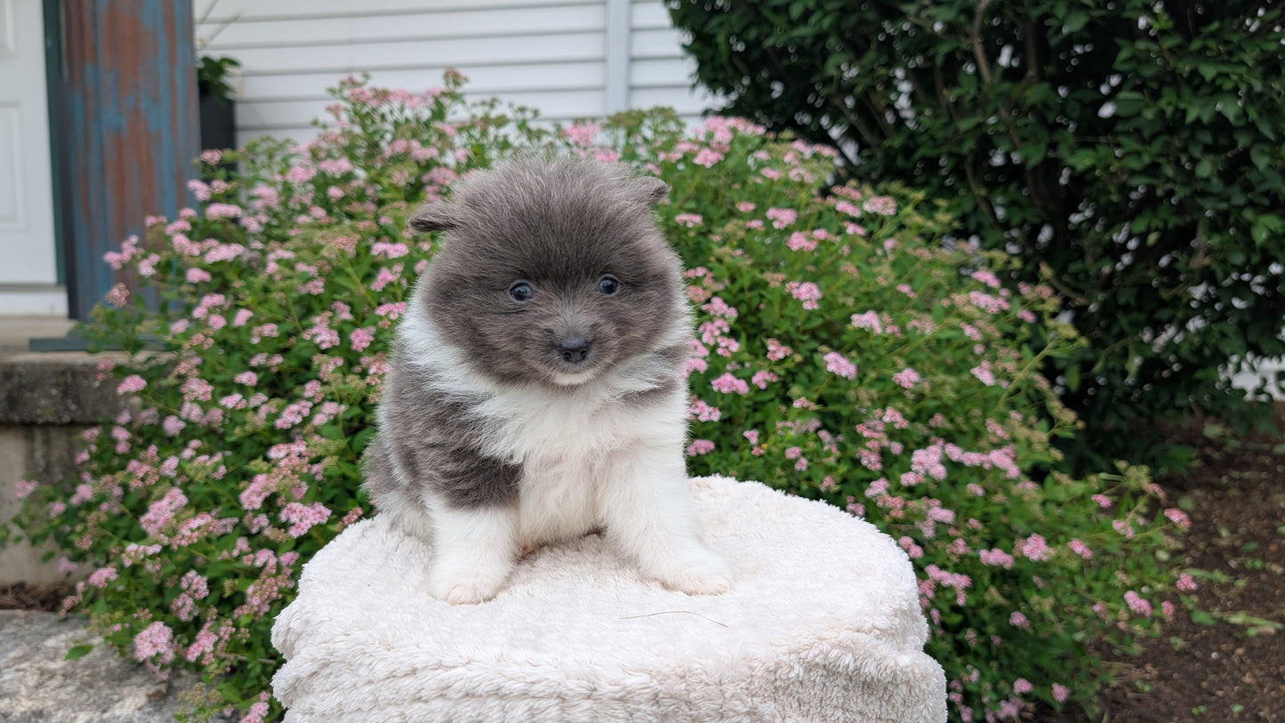 POMERANIAN (04/22) FEMALE